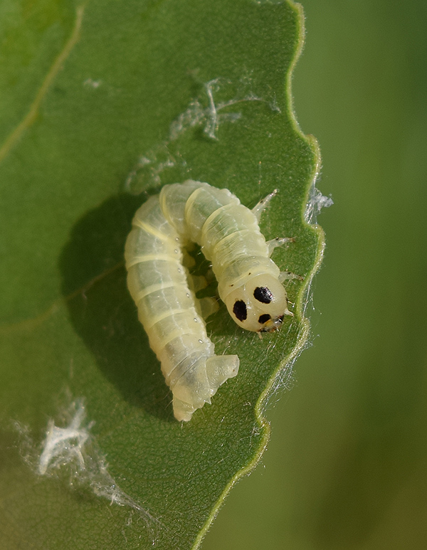 Sfarfallamenti di Boudinotiana notha - Geometridae